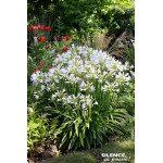 Agapanthe PITCHOUNE WHITE 50cm Silence ca pousse de Plantes Silence ça pousse dans Plantes à petits fruits (kiwi, myrtilles, ...