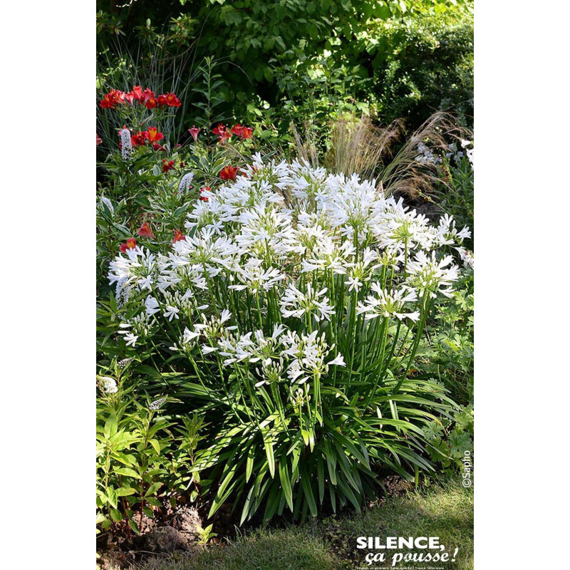 Agapanthe PITCHOUNE WHITE 50cm Silence ca pousse de Plantes Silence ça pousse dans Plantes à petits fruits (kiwi, myrtilles, ...