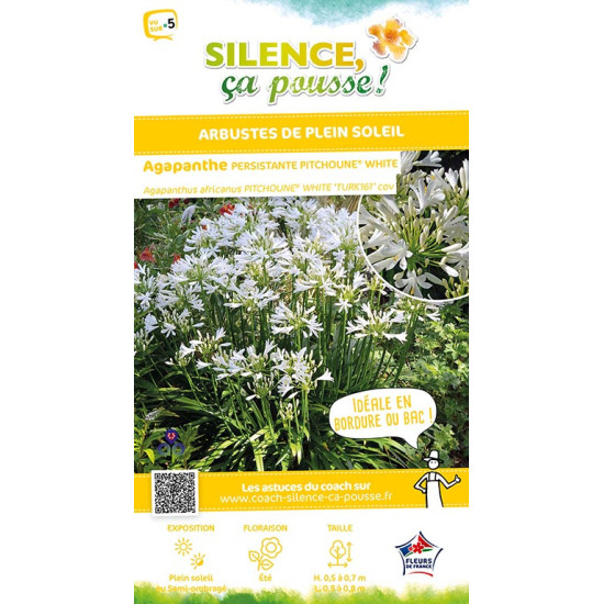 Agapanthe PITCHOUNE WHITE 50cm Silence ca pousse de Plantes Silence ça pousse dans Plantes à petits fruits (kiwi, myrtilles, ...