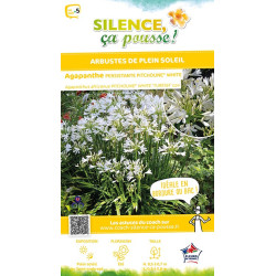Agapanthe PITCHOUNE WHITE 50cm Silence ca pousse de Plantes Silence ça pousse dans Plantes à petits fruits (kiwi, myrtilles, ...
