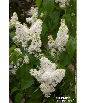 Lilas commun Madame Lemoine 120cm de Plantes Silence ça pousse dans Arbustes caducs en livraison