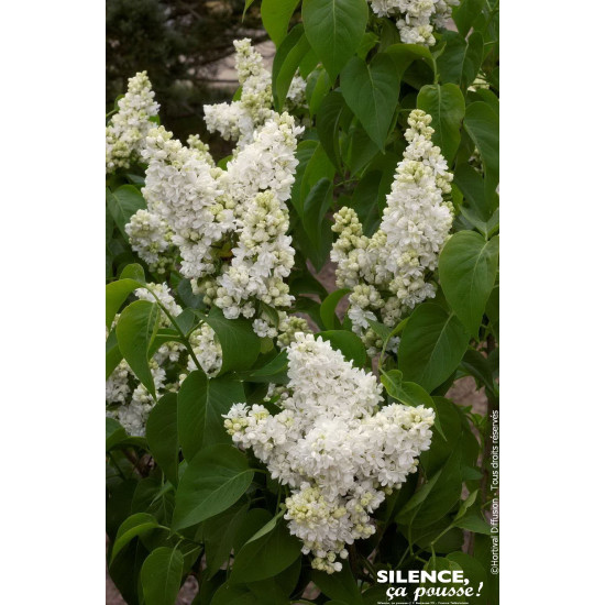 Lilas commun Madame Lemoine 120cm de Plantes Silence ça pousse dans Arbustes caducs en livraison