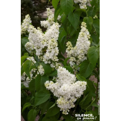 Lilas commun Madame Lemoine 120cm de Plantes Silence ça pousse dans Arbustes caducs en livraison
