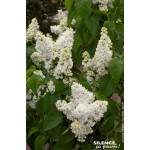 Lilas commun Madame Lemoine 120cm de Plantes Silence ça pousse dans Arbustes caducs en livraison