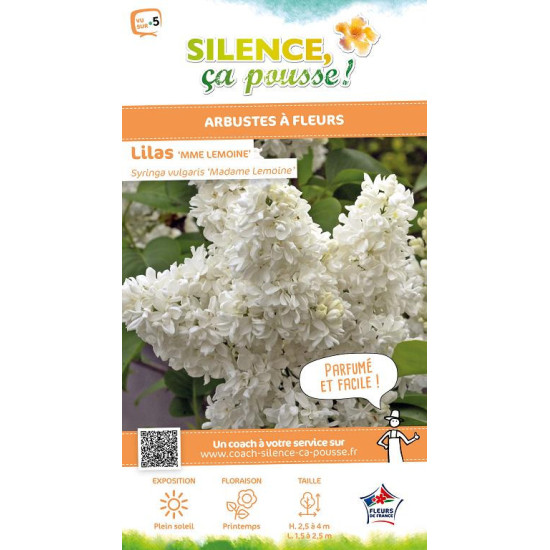 Lilas commun Madame Lemoine 120cm de Plantes Silence ça pousse dans Arbustes caducs en livraison