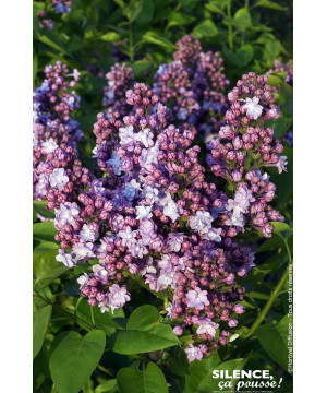 Lilas commun Michel Buchner 120cm de Plantes Silence ça pousse dans Arbustes caducs en livraison