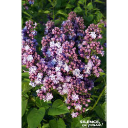 Lilas commun Michel Buchner 120cm de Plantes Silence ça pousse dans Arbustes caducs en livraison