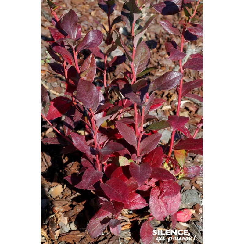 Myrtille des jardins Patriot 80cm de Plantes Silence ça pousse dans Plantes à petits fruits (kiwi, myrtilles, groseilles, cas...