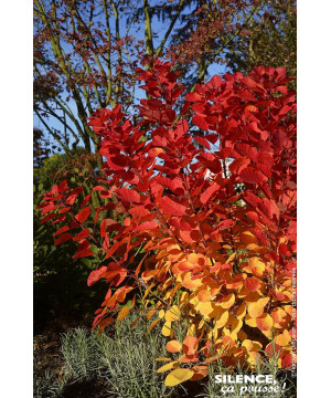 COTINUS COG,FLAMISSIMO C10 TF/BU de Plantes Silence ça pousse dans Arbustes caducs en livraison