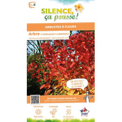 COTINUS COG,FLAMISSIMO C10 TF/BU de Plantes Silence ça pousse dans Arbustes caducs en livraison