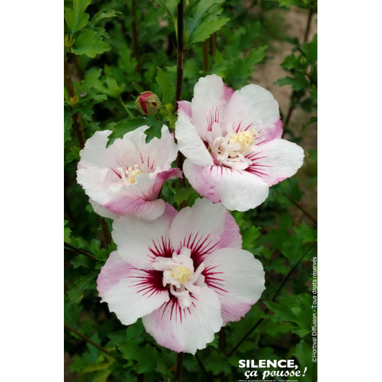 HIBISCUS SY,PINKY SPOT C4,5 TF/BU de Plantes Silence ça pousse dans Arbustes caducs en livraison
