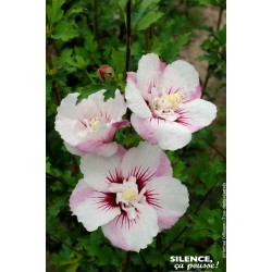 HIBISCUS SY,PINKY SPOT C4,5 TF/BU de Plantes Silence ça pousse dans Arbustes caducs en livraison