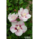 HIBISCUS SY,PINKY SPOT C4,5 TF/BU de Plantes Silence ça pousse dans Arbustes caducs en livraison