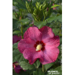 Hibiscus SUPBRIDGE, Althea 100cm de Plantes Silence ça pousse dans Arbustes caducs en livraison