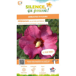 Hibiscus SUPBRIDGE, Althea 100cm de Plantes Silence ça pousse dans Arbustes caducs en livraison
