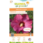 Hibiscus SUPBRIDGE, Althea 100cm de Plantes Silence ça pousse dans Arbustes caducs en livraison
