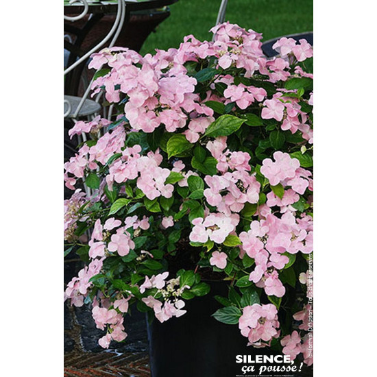 Hortensia FRENCH BOLERO Rose 80cm de Plantes Silence ça pousse dans Plantes à petits fruits (kiwi, myrtilles, groseilles, cas...