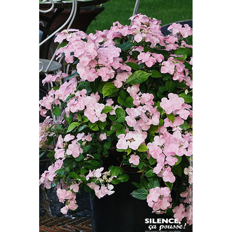 Hortensia FRENCH BOLERO Rose 80cm de Plantes Silence ça pousse dans Plantes à petits fruits (kiwi, myrtilles, groseilles, cas...