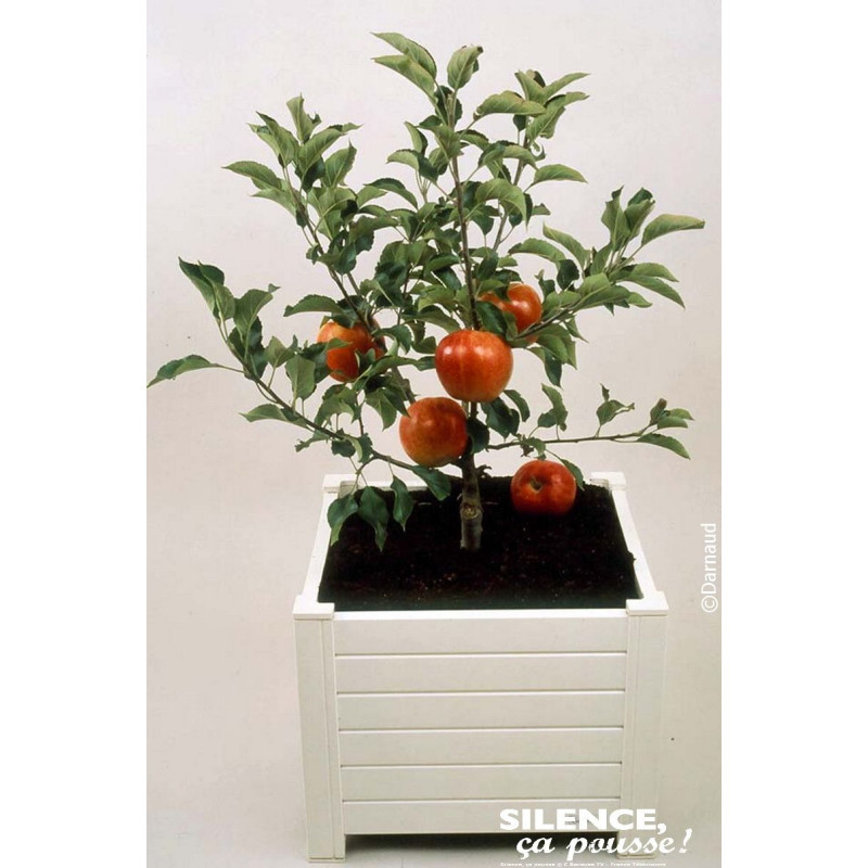 Pommier nain GARDEN SUN RED 100cm de Plantes Silence ça pousse dans ZZ hortival