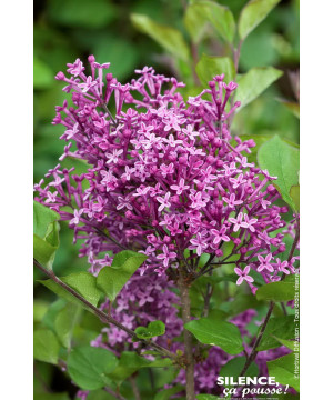 Lilas BLOOMERANG DARK PURPLE 80cm de Plantes Silence ça pousse dans Arbustes caducs en livraison