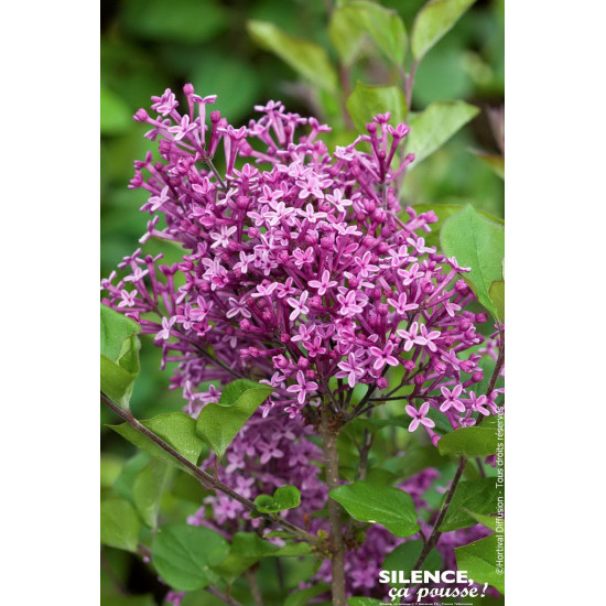 Lilas BLOOMERANG DARK PURPLE 80cm de Plantes Silence ça pousse dans Arbustes caducs en livraison