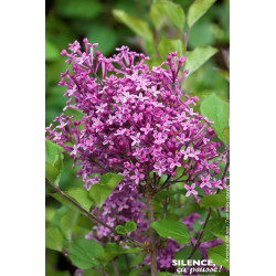 Lilas BLOOMERANG DARK PURPLE 80cm de Plantes Silence ça pousse dans Arbustes caducs en livraison