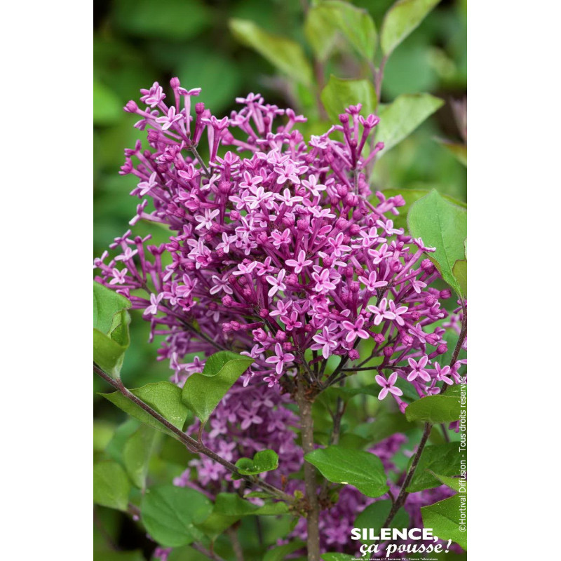 Lilas BLOOMERANG DARK PURPLE 80cm de Plantes Silence ça pousse dans Arbustes caducs en livraison