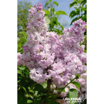 Lilas commun ROSE DE MOSCOU 140cm de Plantes Silence ça pousse dans Arbustes caducs en livraison