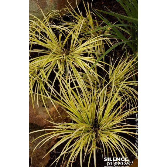 Acore Ogon 50cm Silence ca pousse de Plantes Silence ça pousse dans Graminées en livraison