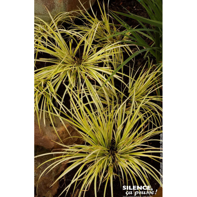 Acore Ogon 50cm Silence ca pousse de Plantes Silence ça pousse dans Graminées en livraison
