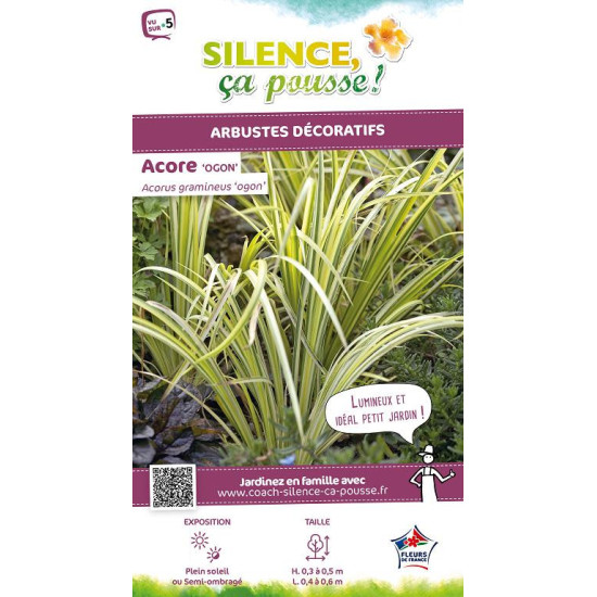 Acore Ogon 50cm Silence ca pousse de Plantes Silence ça pousse dans Graminées en livraison