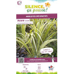 Acore Ogon 50cm Silence ca pousse de Plantes Silence ça pousse dans Graminées en livraison