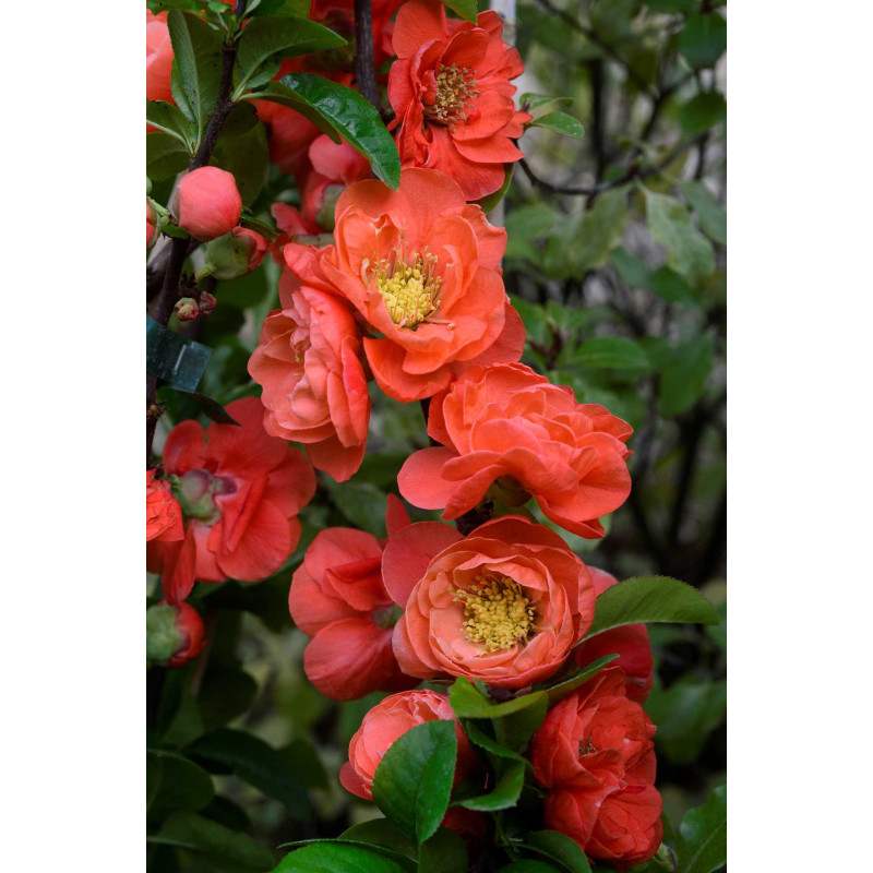 Cognassier du Japon PW MANGO STORM 100cm de Plantes Silence ça pousse dans ZZ hortival