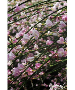 Genet a balais Moyclare pink 80cm de Plantes Silence ça pousse dans Arbustes caducs en livraison
