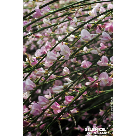 Genet a balais Moyclare pink 80cm de Plantes Silence ça pousse dans Arbustes caducs en livraison