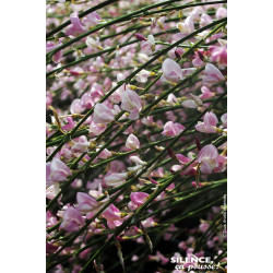 Genet a balais Moyclare pink 80cm de Plantes Silence ça pousse dans Arbustes caducs en livraison