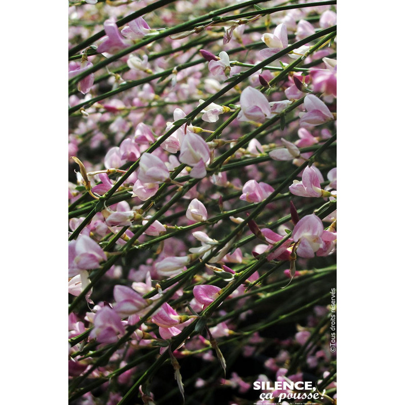 Genet a balais Moyclare pink 80cm de Plantes Silence ça pousse dans Arbustes caducs en livraison