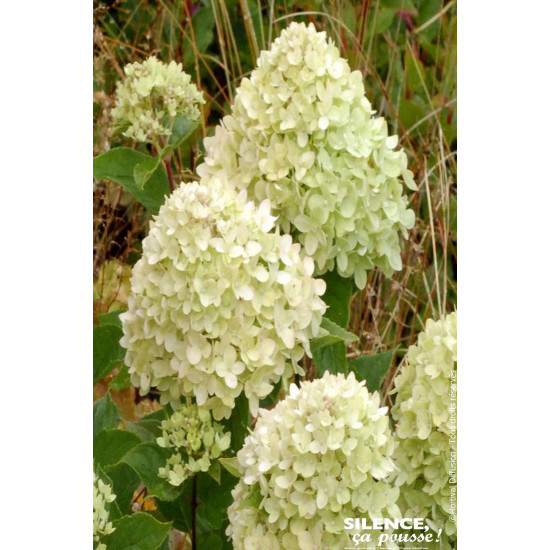 Hortensia panicule LIMELIGHT 100cm de Plantes Silence ça pousse dans Arbustes caducs en livraison