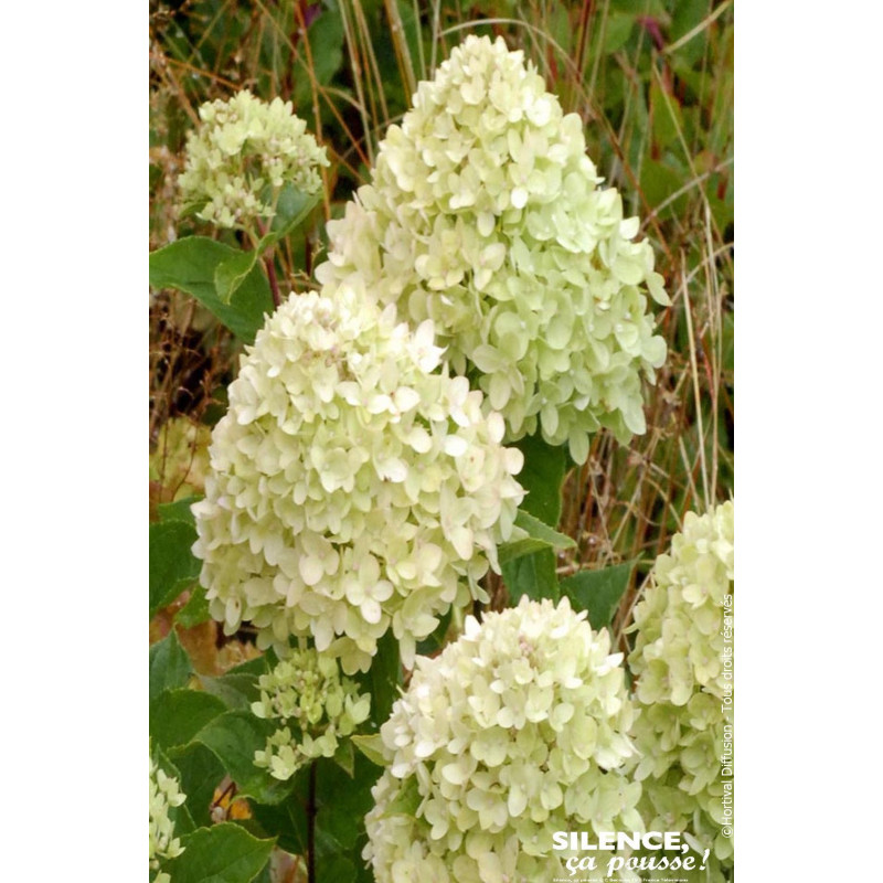 Hortensia panicule LIMELIGHT 100cm de Plantes Silence ça pousse dans Arbustes caducs en livraison