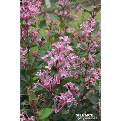 Lilas BLOOMERANG Pink Perfume 80cm de Plantes Silence ça pousse dans Arbustes caducs en livraison
