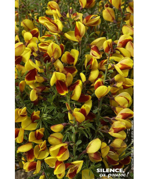 Genet a balais Andreanus Selection 80cm de Plantes Silence ça pousse dans Arbustes caducs en livraison