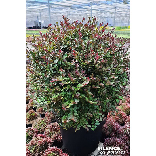 Chevrefeuille GARDEN CLOUDS PURPLE STORM 65cm de Plantes Silence ça pousse dans Arbustes persistants en livraison