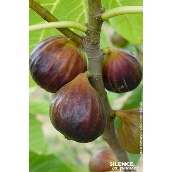 Figuier ROUGE DE JUILLET RED JULY 120cm de Plantes Silence ça pousse dans Fruitiers en livraison