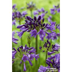 Agapanthe Poppin Purple 80cm Silence ca pousse de Plantes Silence ça pousse dans Plantes à petits fruits (kiwi, myrtilles, gr...
