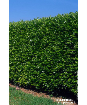 PRUNUS LAUR,CAUCASICA C4,5 60/80 de Plantes Silence ça pousse dans Plantes à petits fruits (kiwi, myrtilles, groseilles, cass...