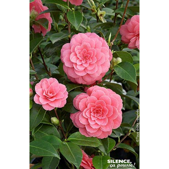 Camelia rose 80cm Silence ca pousse de Plantes Silence ça pousse dans Plantes à petits fruits (kiwi, myrtilles, groseilles, c...