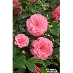 Camelia rose 80cm Silence ca pousse de Plantes Silence ça pousse dans Plantes à petits fruits (kiwi, myrtilles, groseilles, c...