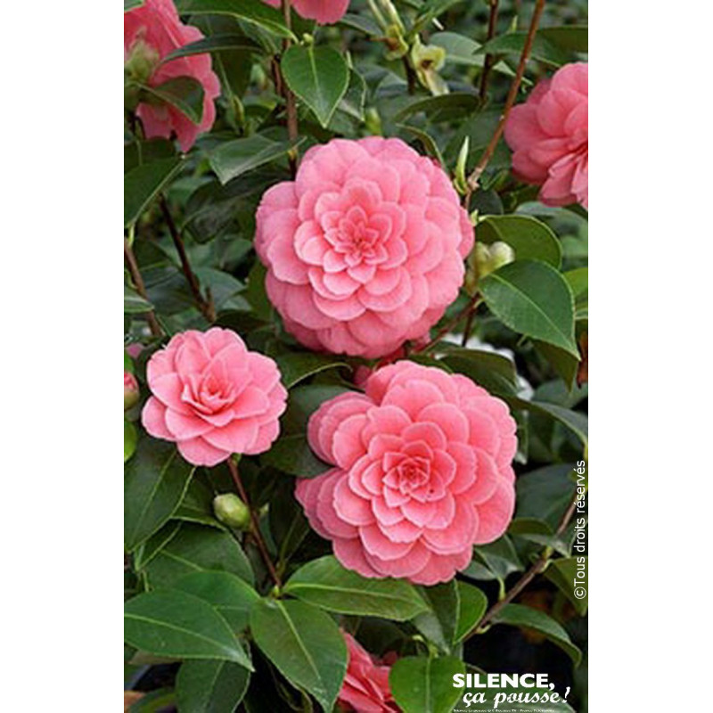 Camelia rose 80cm Silence ca pousse de Plantes Silence ça pousse dans Plantes à petits fruits (kiwi, myrtilles, groseilles, c...
