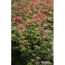 Erable du Japon Jerre Schwartz 120cm de Plantes Silence ça pousse dans Plantes à petits fruits (kiwi, myrtilles, groseilles, ...