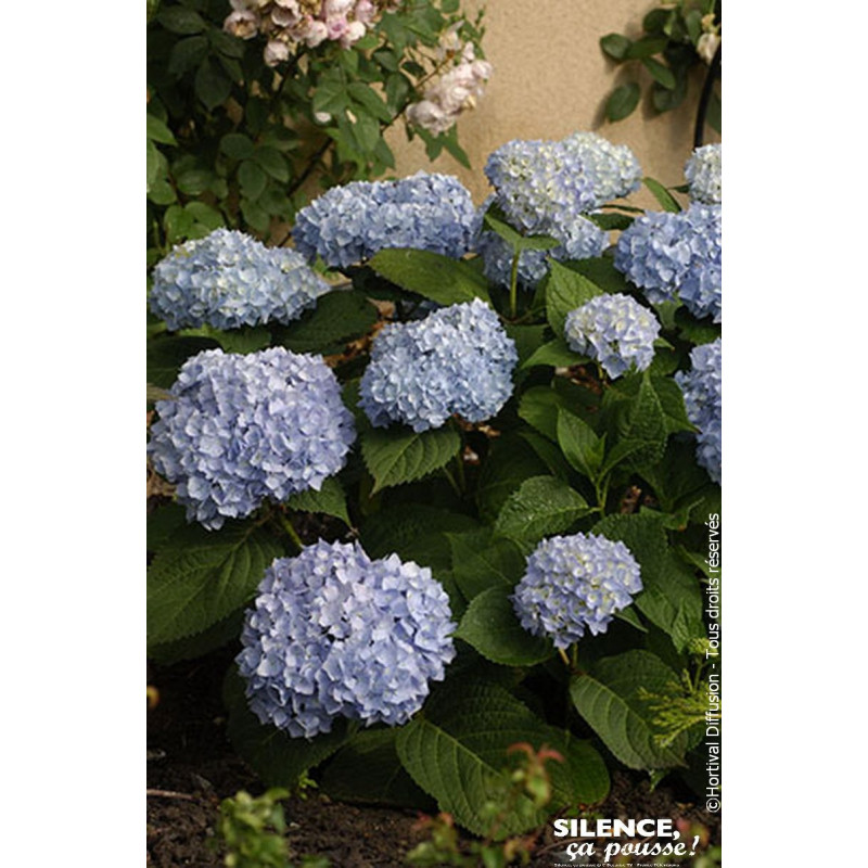 Hortensia ENDLESS SUMMER The Original bleu 80cm de Plantes Silence ça pousse dans Plantes à petits fruits (kiwi, myrtilles, g...